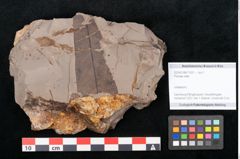 Foto (Objekt + Etikett) von Plantae indet.  (NHMW-GEO-2024-0188-11551)
